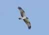 Osprey at Canvey Point (Steve Arlow) (183092 bytes) Osprey at Canvey Point (Steve Arlow) (183092 bytes)